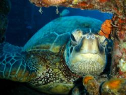 Hawaiian Green Turtle laying on top of Yo-257 shipwreck o... by Jeffrey M Owen 
